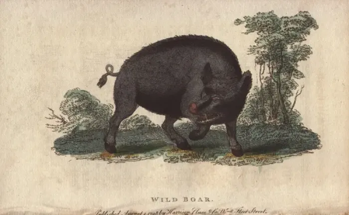 Framed Print : Wild boar, Sus scrofa Framed Print : Wild boar, Sus scrofa