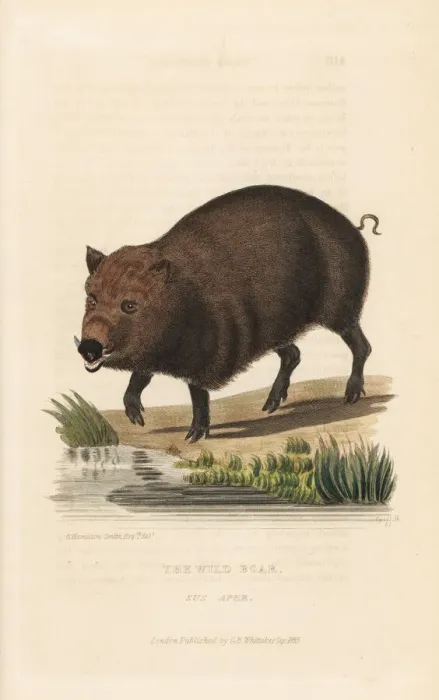 Framed Print : Wild boar, Sus scrofa Framed Print : Wild boar, Sus scrofa