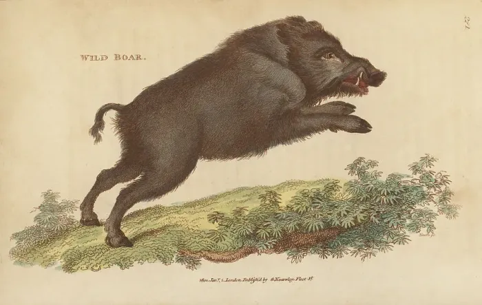 Framed Print : Wild boar, Sus scrofa Framed Print : Wild boar, Sus scrofa