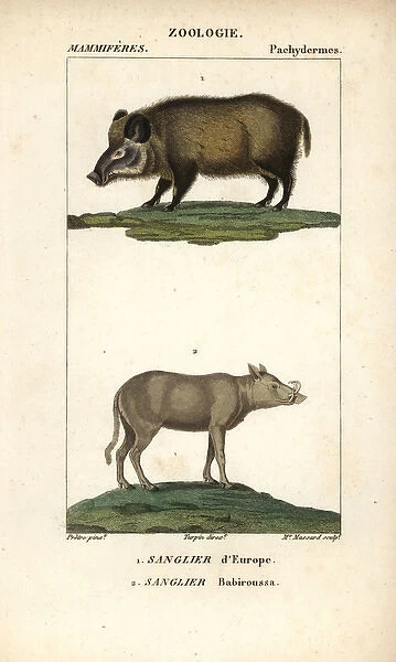 Wild boar, Sus scrofa, and Buru babirusa, Babyrousa