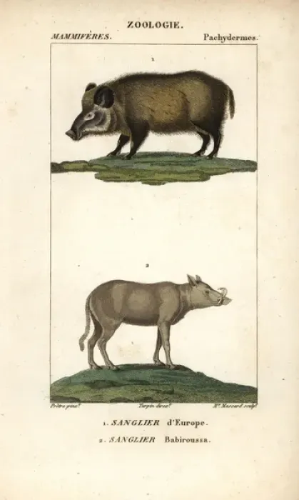 Framed Print : Wild boar, Sus scrofa, and Buru babirusa, Babyrousa Framed Print : Wild boar, Sus scrofa, and Buru babirusa, Babyrousa