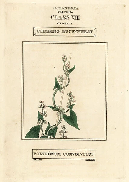 Wild buckwheat, Fallopia convolvulus