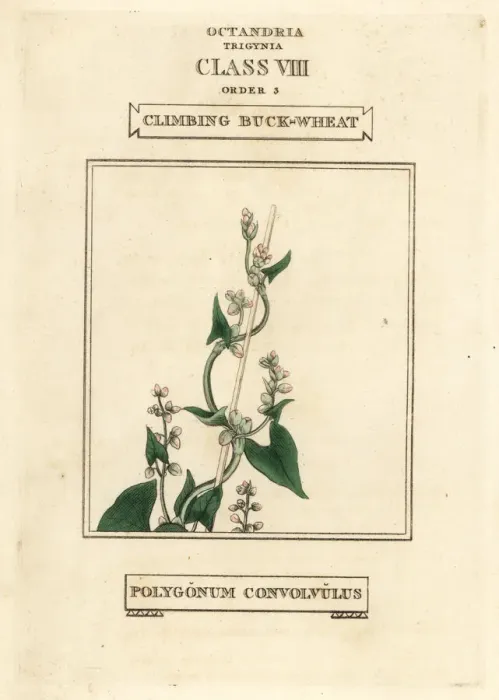 Framed Print : Wild buckwheat, Fallopia convolvulus Framed Print : Wild buckwheat, Fallopia convolvulus