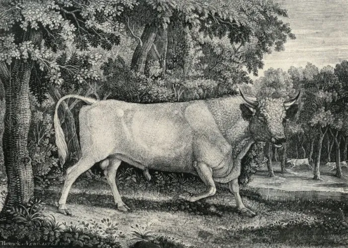 Framed Print : Wild Bull of Chillingham Castle Framed Print : Wild Bull of Chillingham Castle