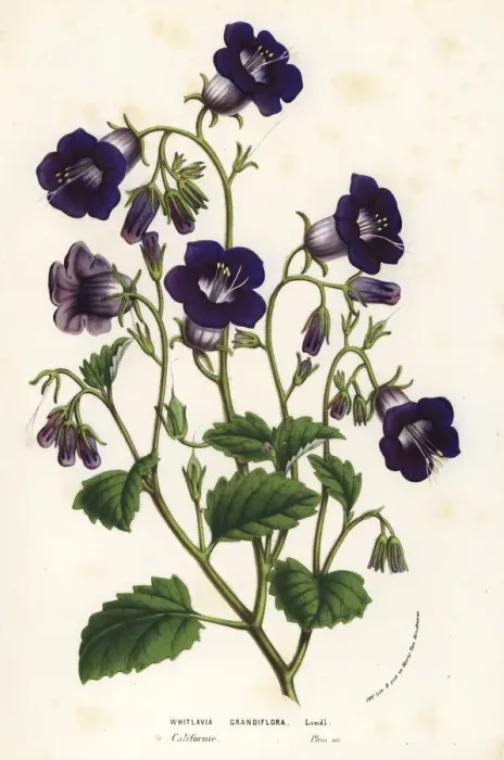 Framed Print : Wild Canterbury bells, Phacelia minor Framed Print : Wild Canterbury bells, Phacelia minor
