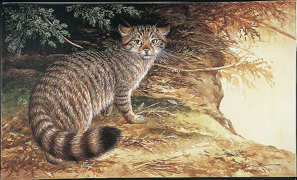 Wild Cat by David Parry