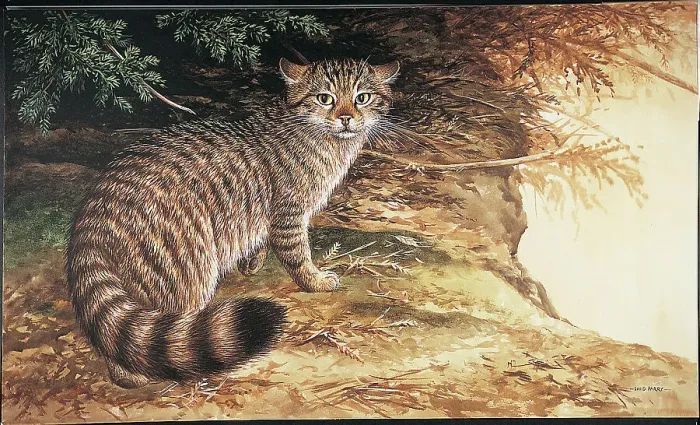 Framed Print : Wild Cat by David Parry Framed Print : Wild Cat by David Parry