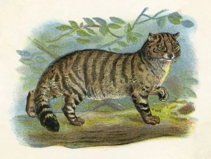 Framed Print : Wild Cat (Anon) Framed Print : Wild Cat (Anon)