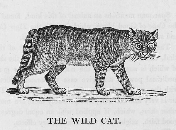 Wild Cat (Bewick). Felis catus, or chat sauvage