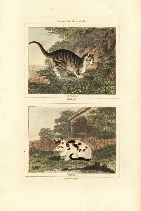 Framed Print : Wild cat and domestic cat Framed Print : Wild cat and domestic cat