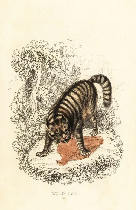 Framed Print : The wild cat, Felis catus Framed Print : The wild cat, Felis catus