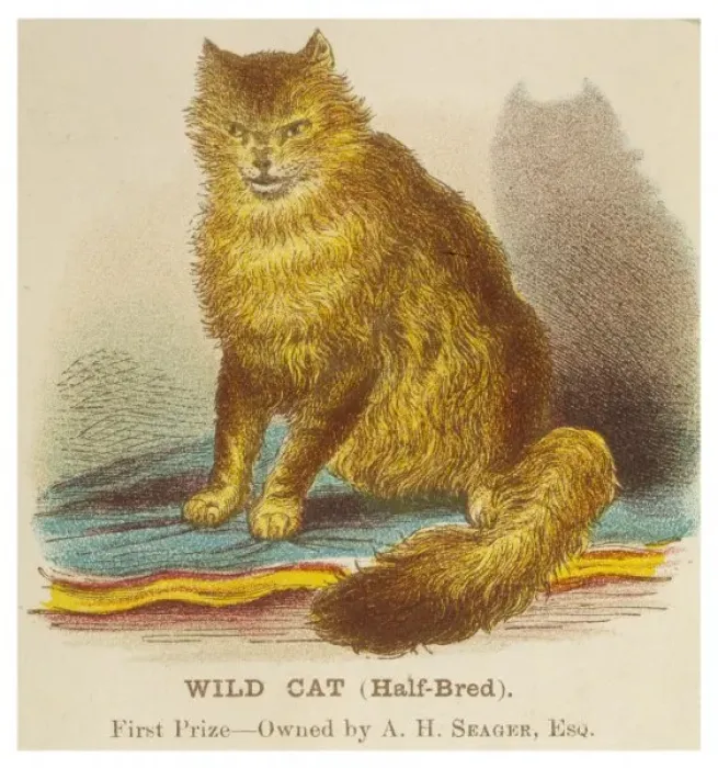Framed Print : Wild Cat (Half Breed) Framed Print : Wild Cat (Half Breed)