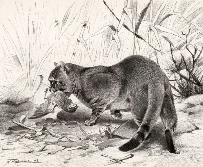Framed Print : WILD CAT AND PREY Framed Print : WILD CAT AND PREY