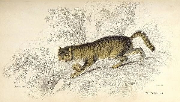 Wild Cat (Stewart)
