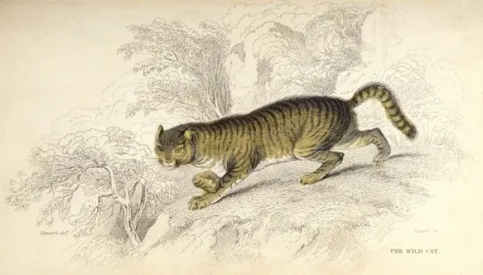 Framed Print : Wild Cat (Stewart) Framed Print : Wild Cat (Stewart)