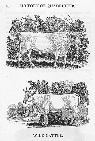 Wild Cattle. Bewick depicts two kinds of English wild cattle