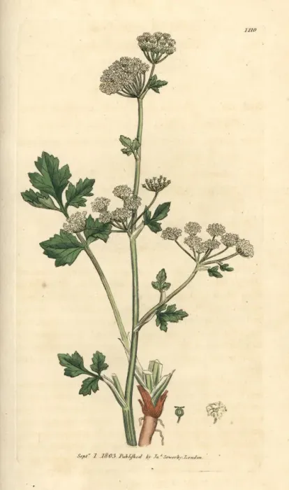 Framed Print : Wild celery, Apium graveolens Framed Print : Wild celery, Apium graveolens