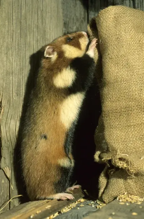 Framed Print : Wild Common Hamster - Checks a sack, feeding in a granary
