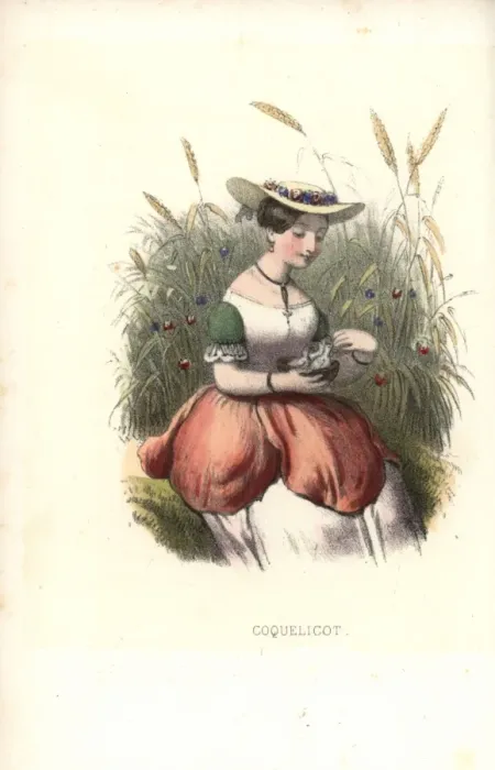 Framed Print : Wild corn poppy flower fairy, Papaver rhoeas Framed Print : Wild corn poppy flower fairy, Papaver rhoeas