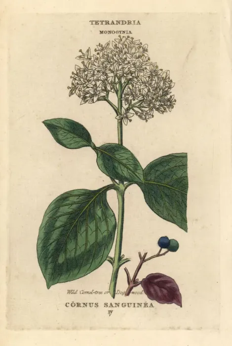 Framed Print : Wild cornel tree or dogwood, Cornus sanguinea Framed Print : Wild cornel tree or dogwood, Cornus sanguinea