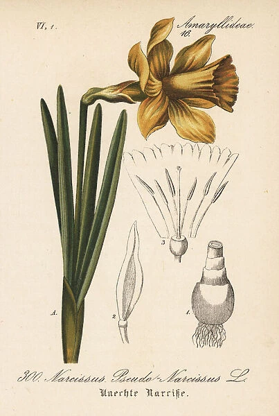 Wild daffodil, Narcissus pseudonarcissus