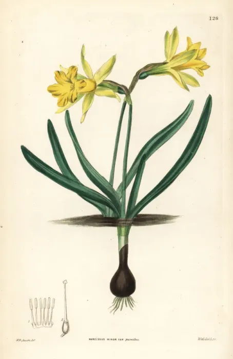 Framed Print : Wild daffodil, Narcissus pseudonarcissus subsp. minor Framed Print : Wild daffodil, Narcissus pseudonarcissus subsp. minor