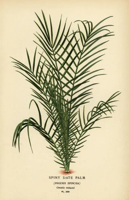 Framed Print : Wild date palm, Phoenix reclinata Framed Print : Wild date palm, Phoenix reclinata