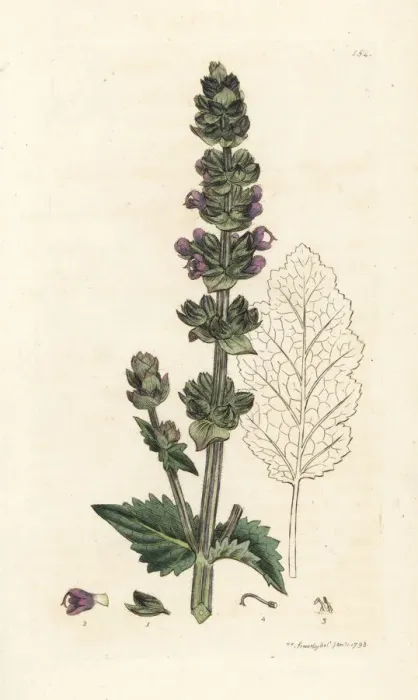 Framed Print : Wild English clary, Salvia verbenaca Framed Print : Wild English clary, Salvia verbenaca