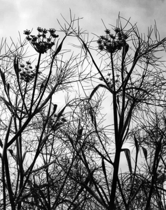Framed Print : Wild Fennel Framed Print : Wild Fennel