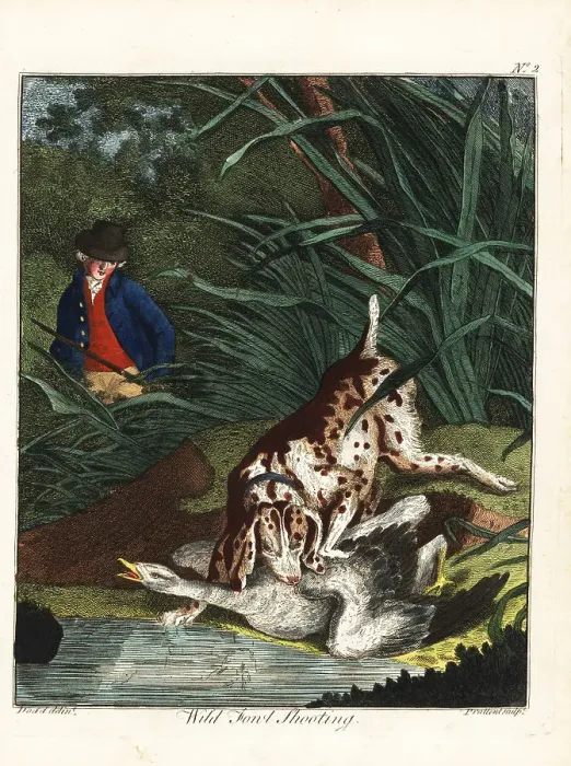 Framed Print : Wild fowl shooting, 18th century Framed Print : Wild fowl shooting, 18th century