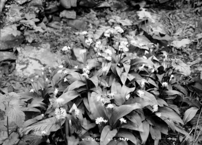 Framed Print : Wild Garlic Framed Print : Wild Garlic