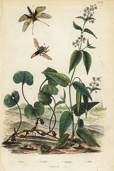 Wild ginger, milkweed, and insects