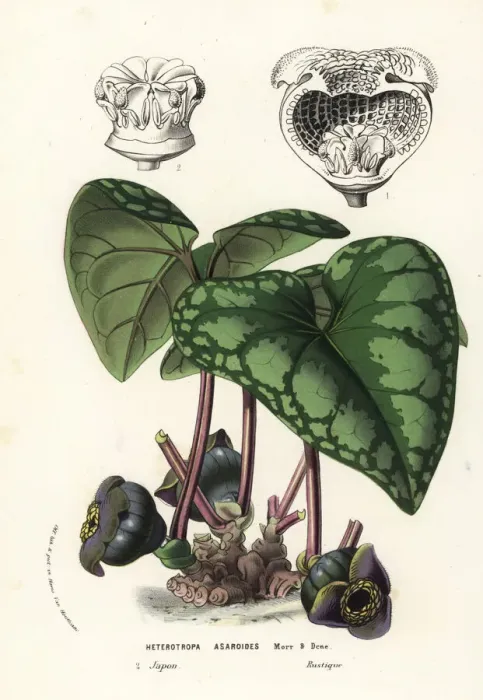 Framed Print : Wild ginger plant, Asarum blumei Framed Print : Wild ginger plant, Asarum blumei