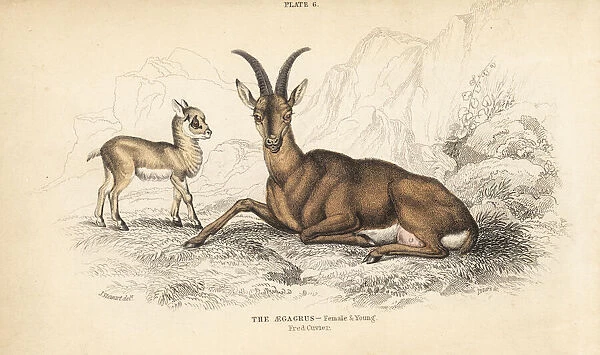 Wild goat, Capra aegagrus, female and young
