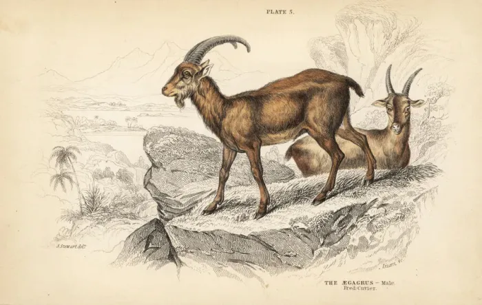 Framed Print : Wild goat, Capra aegagrus, male Framed Print : Wild goat, Capra aegagrus, male