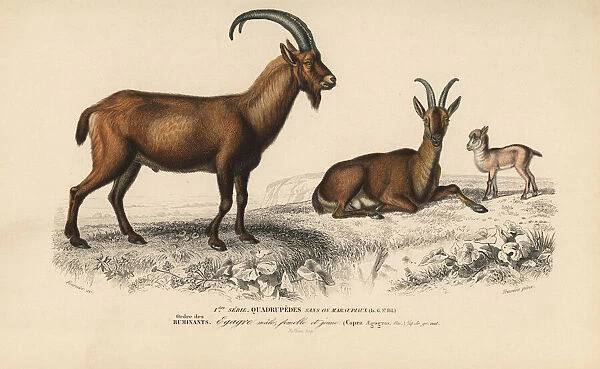 Wild goat, Capra aegagrus, male, female and young