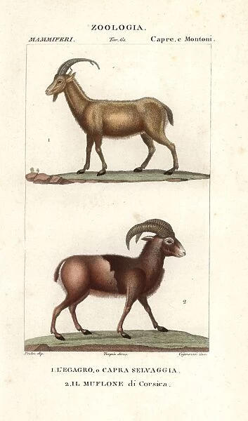 Wild goat, Capra aegagrus, and mouflon of Corsica
