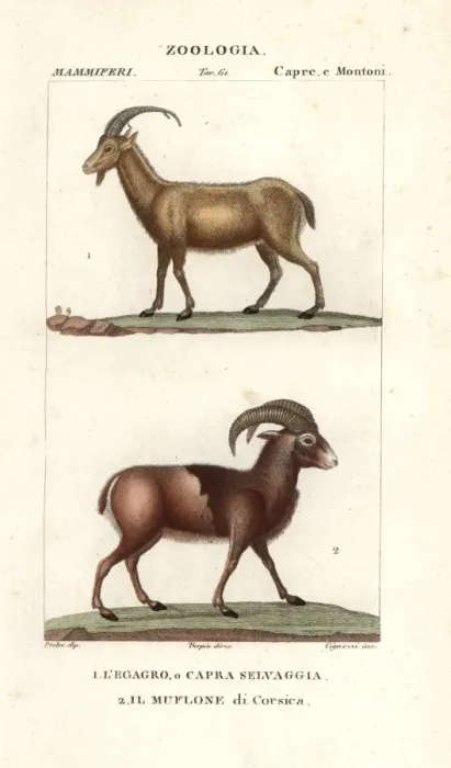 Framed Print : Wild goat, Capra aegagrus, and mouflon of Corsica Framed Print : Wild goat, Capra aegagrus, and mouflon of Corsica