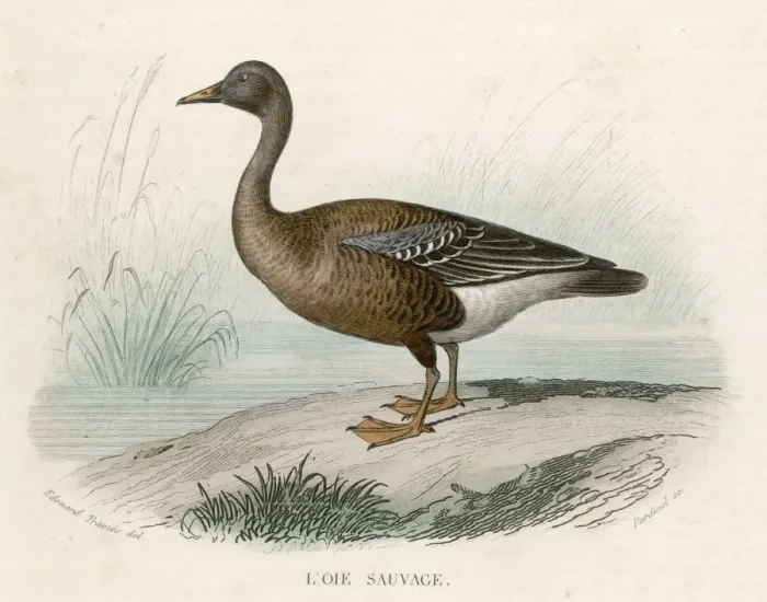 Framed Print : WILD GOOSE Framed Print : WILD GOOSE