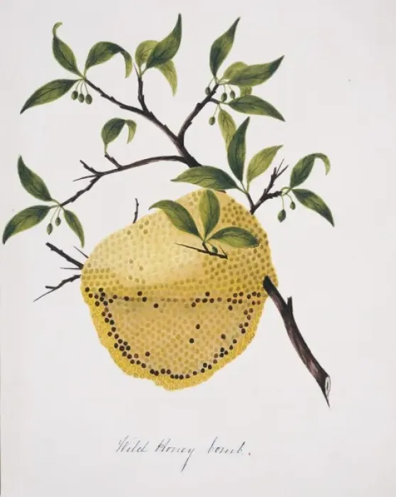 Framed Print : Wild honey comb Framed Print : Wild honey comb