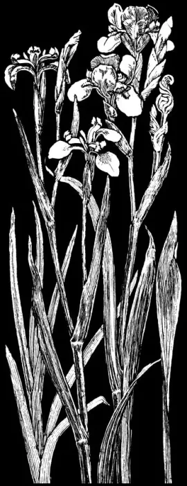 Framed Print : Wild Iris. Studies in plant form with suggestions for their application to design Framed Print : Wild Iris. Studies in plant form with suggestions for their application to design