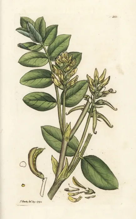 Framed Print : Wild licorice, Astragalus glycyphyllos Framed Print : Wild licorice, Astragalus glycyphyllos