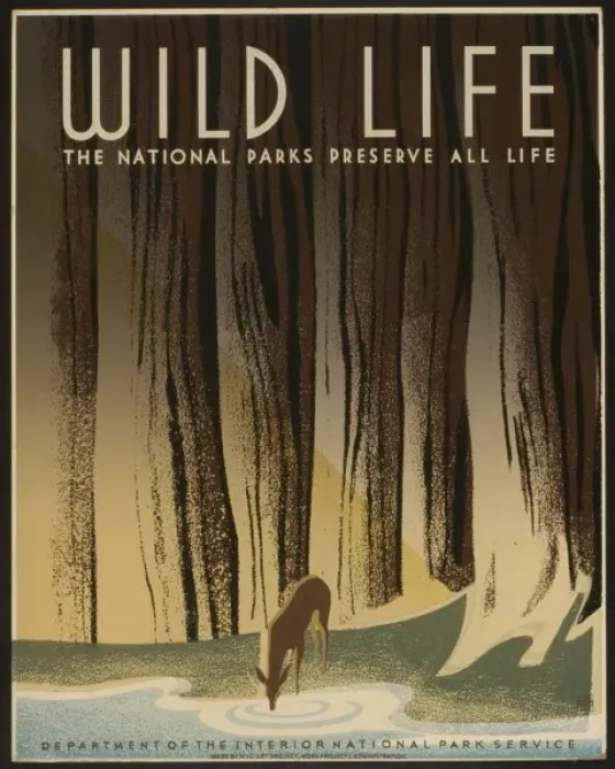 Framed Print : Wild life The national parks preserve all life Framed Print : Wild life The national parks preserve all life
