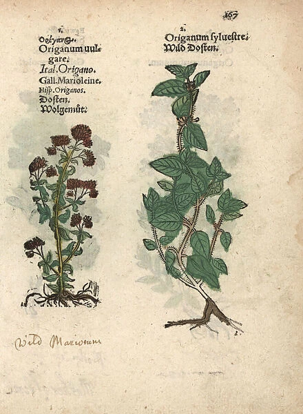 Wild marjoram or oregano, Origanum vulgare