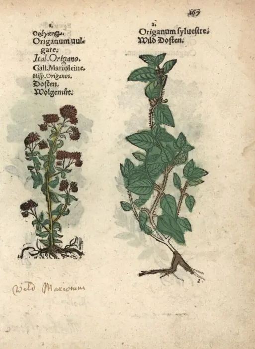 Framed Print : Wild marjoram or oregano, Origanum vulgare Framed Print : Wild marjoram or oregano, Origanum vulgare
