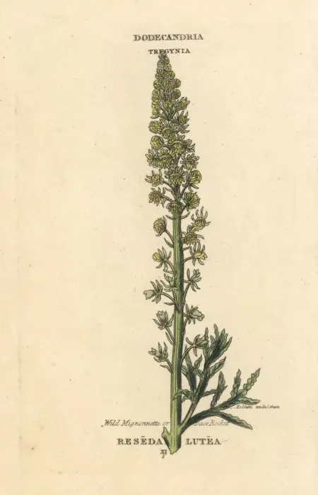 Framed Print : Wild mignonette or base rocket, Reseda lutea Framed Print : Wild mignonette or base rocket, Reseda lutea