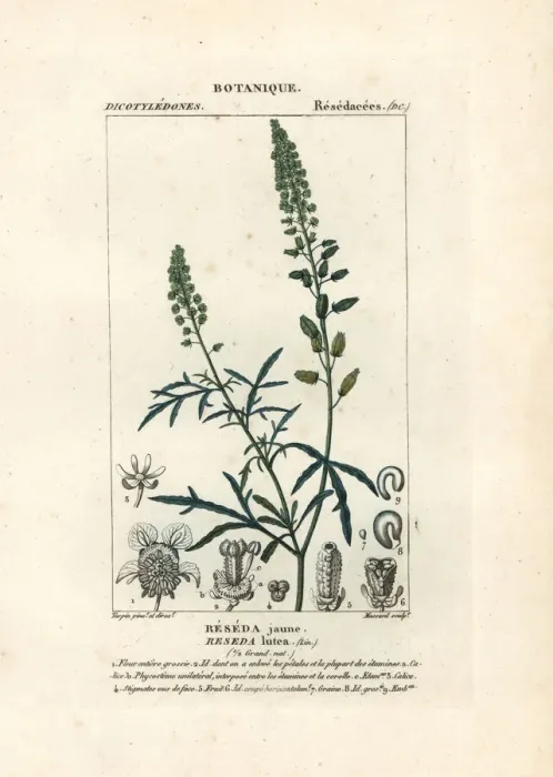 Framed Print : Wild mignonette, Reseda lutea Framed Print : Wild mignonette, Reseda lutea