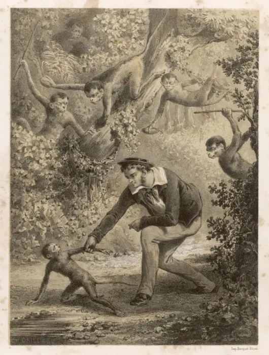 Framed Print : Wild Monkey Captured Framed Print : Wild Monkey Captured