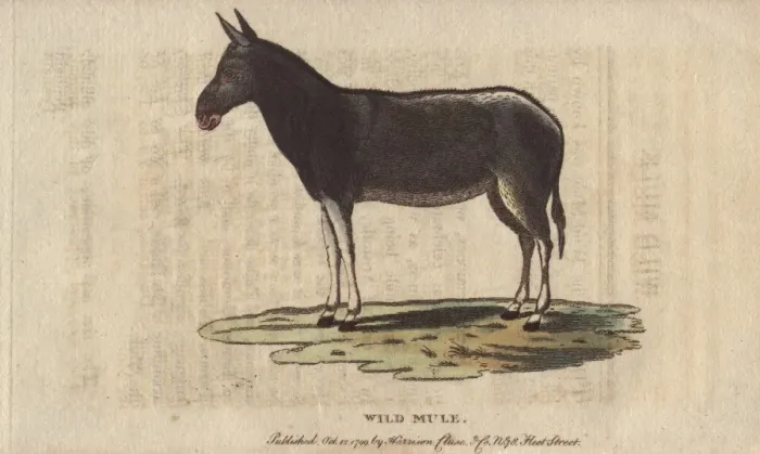 Framed Print : Wild mule, Equus mulus Framed Print : Wild mule, Equus mulus