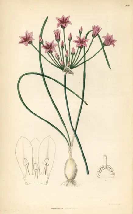 Framed Print : Wild onion, Allium neriniflorum Framed Print : Wild onion, Allium neriniflorum